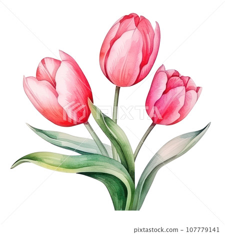 watercolor tulip background isolated watercolor tulip background isolated 107779141