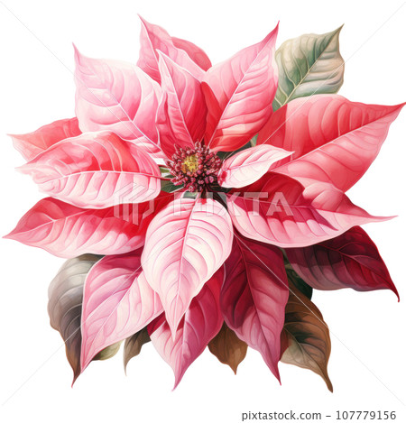 watercolor poinsettia flower isolated 107779156