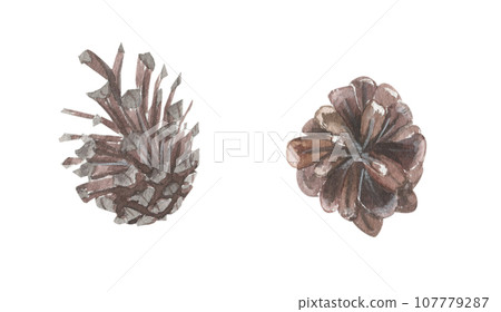 Fir cones hand painted in watercolor. 107779287