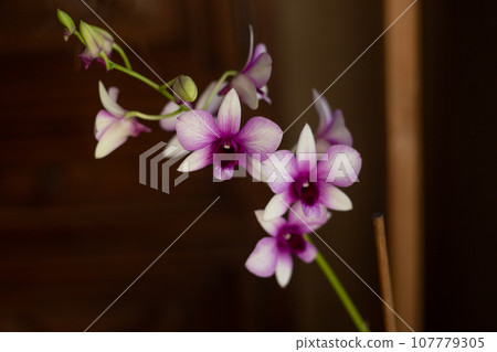 a close up of a flower in a pot 107779305