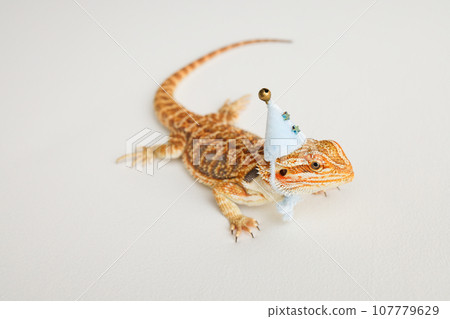 Bearded dragon, pogona vitticeps, isolated on white background, Tiger Pattern Morphs. Professional studio macro photography on isolated white background. Dragon in a New Year's blue cap. New Year card Bearded dragon, pogona vitticeps, isolated on white background, Tiger Pattern Morphs. Professional studio macro photography on isolated white background. Dragon in a New Year's blue cap. New Year card 107779629