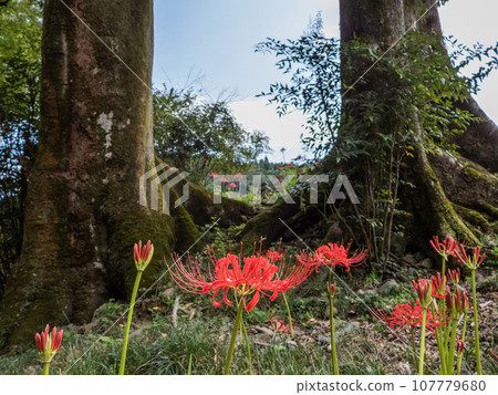 Spider lilies blooming in Kukuri no Miya, Eimiya Spider lilies blooming in Kukuri no Miya, Eimiya 107779680