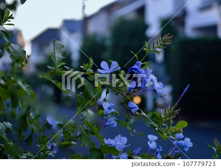 黎明時分散步。 黎明時分散步。 107779723