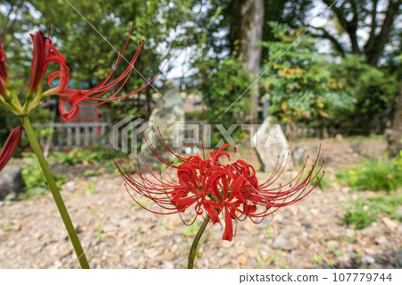 Spider lilies blooming at Kukurimiya, the legendary place of Emperor Keiko's younger brother princess (Otohime) mentioned in the Nihon Shoki. 107779744