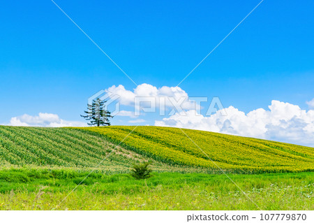 北海道夏季（8月）美瑛/富良野 107779870