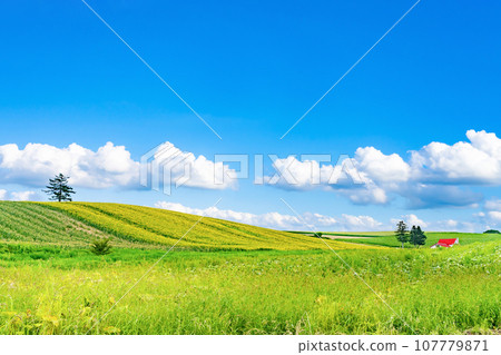 Hokkaido Summer (August) Biei/Furano 107779871