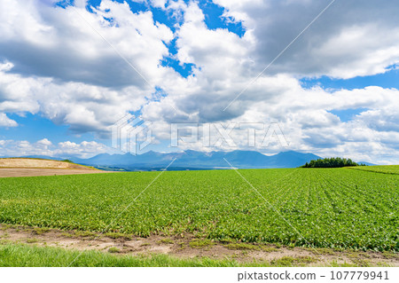Hokkaido Summer (August) Biei/Furano 107779941