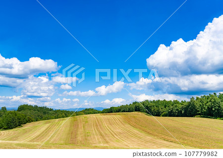 Hokkaido Summer (August) Biei/Furano 107779982