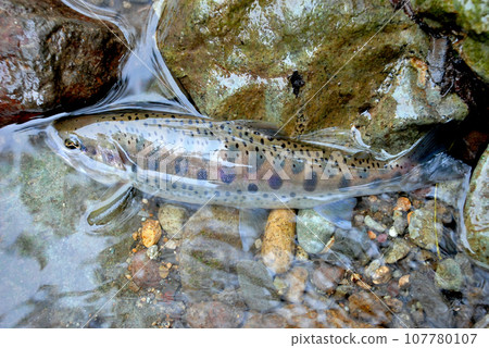 Mountain streams and mountain stream fishing in Sado 107780107