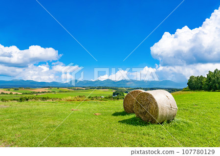 Hokkaido Summer (August) Biei/Furano 107780129