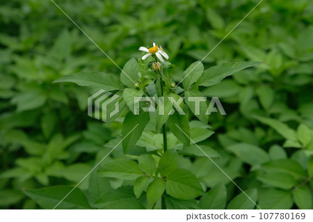 spanish needle flower spanish needle flower 107780169