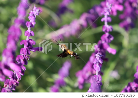 [Hiratsuka City/Flower Garden] Hawk moth and salvia 107780180