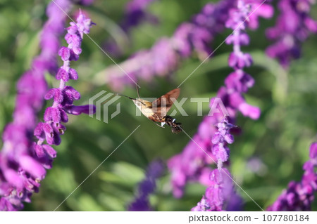 [平塚市/花園] 天蛾和鼠尾草 107780184