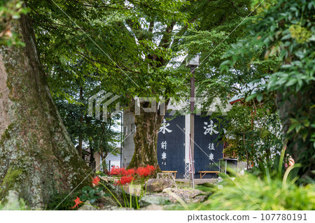 《日本書紀》中記載的惠子天皇的弟弟公主（音姬）的傳奇之地－九里宮，蜘蛛百合盛開。 107780191