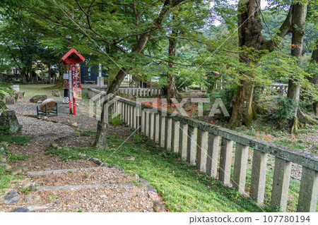 《日本書紀》中記載的惠子天皇的弟弟公主（音姬）的傳奇之地－九里宮，蜘蛛百合盛開。 107780194