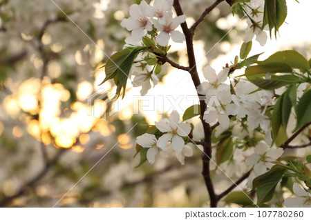 Cherry blossoms Cherry blossoms/Full bloom Cherry blossoms Flower image Japanese flower Sakura 107780260