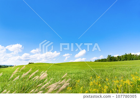 北海道夏季（8月）美瑛/富良野 107780305