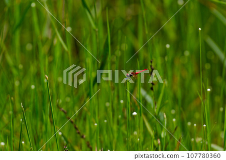 Shiratamahoshikusa community and Hachio dragonfly ♂ Shiratamahoshikusa community and Hachio dragonfly ♂ 107780360