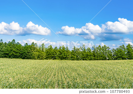 北海道夏季(8月)美瑛/富良野 北海道夏季(8月)美瑛/富良野 107780493