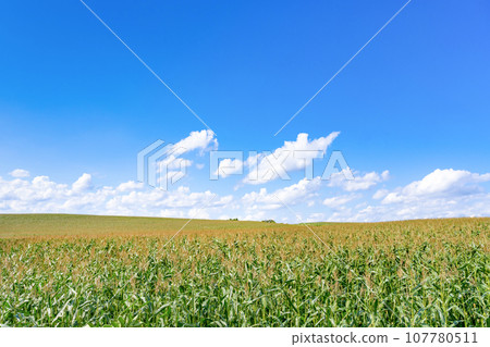 北海道夏季（8月）美瑛/富良野 107780511