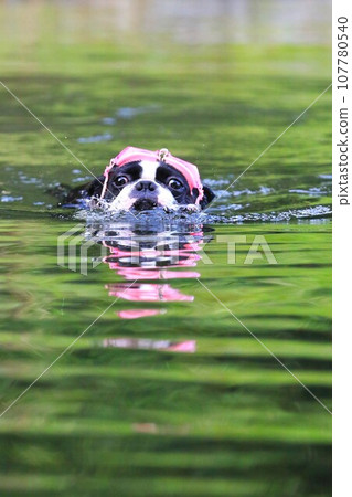 Mighty, a cute Boston terrier who comes swimming with pink goggles ♡ 107780540