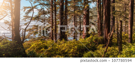 Vibrant Green Trees in the Rainforest on the Pacific West Coast. Sunny Fall Season. Vancouver Island Vibrant Green Trees in the Rainforest on the Pacific West Coast. Sunny Fall Season. Vancouver Island 107780594