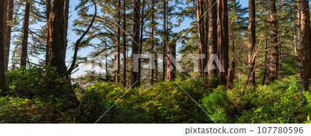 Vibrant Green Trees in the Rainforest on the Pacific West Coast. Sunny Fall Season. Vancouver Island 107780596