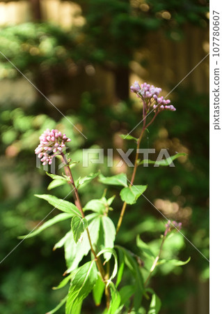 秋天的花：藤葉 107780607