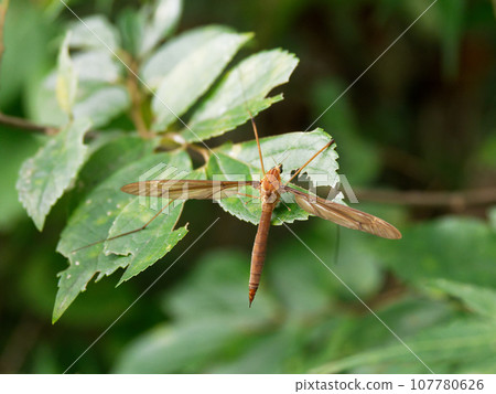 世界上最大的鶴蠅,天皇鶴蠅 世界上最大的鶴蠅,天皇鶴蠅 107780626