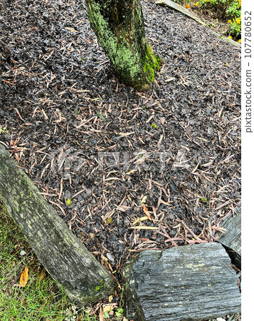 Mulch for weakened garden trees 107780652