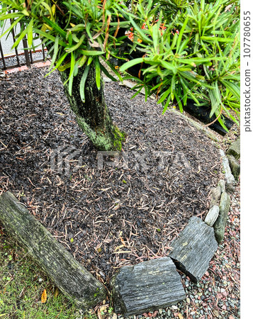 弱化花園樹木的覆蓋物 弱化花園樹木的覆蓋物 107780655