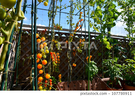 Growing vegetables in an apartment where the cherry tomatoes that are popular at home have overgrown Growing vegetables in an apartment where the cherry tomatoes that are popular at home have overgrown 107780911