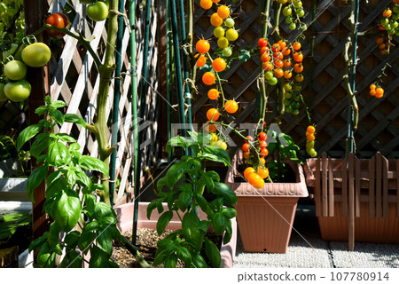 Home garden with popular tomatoes and basil in planters. Cherry tomatoes are overgrown. 107780914