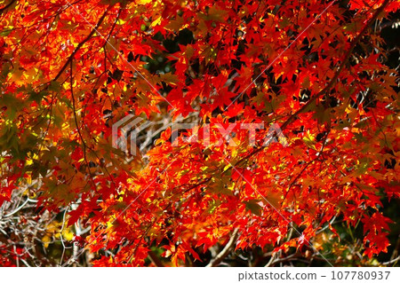 色彩繽紛的秋葉為自然公園增色 - 17 色彩繽紛的秋葉為自然公園增色 - 17 107780937