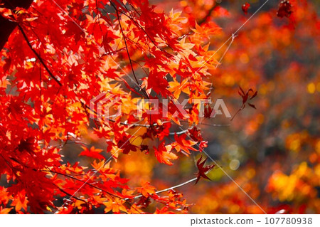 Colorful autumn leaves coloring the natural park - 16 Colorful autumn leaves coloring the natural park - 16 107780938