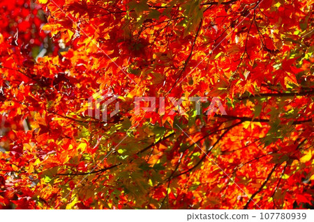 Colorful autumn leaves that decorate the natural park - 15 Colorful autumn leaves that decorate the natural park - 15 107780939