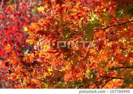 Colorful autumn leaves coloring the natural park - 14 Colorful autumn leaves coloring the natural park - 14 107780940
