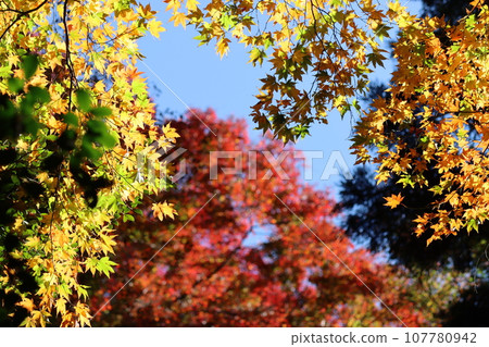 色彩繽紛的秋葉為自然公園增色 - 12 107780942