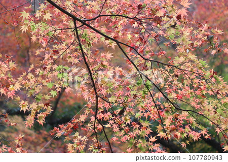 色彩繽紛的秋葉為自然公園增色 - 11 色彩繽紛的秋葉為自然公園增色 - 11 107780943