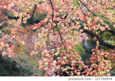 色彩繽紛的秋葉裝飾著自然公園 色彩繽紛的秋葉裝飾著自然公園 107780944