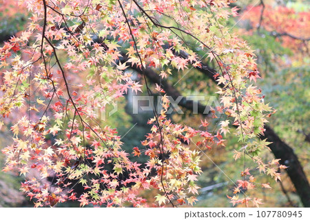 色彩繽紛的秋葉為自然公園著色 - 9 色彩繽紛的秋葉為自然公園著色 - 9 107780945