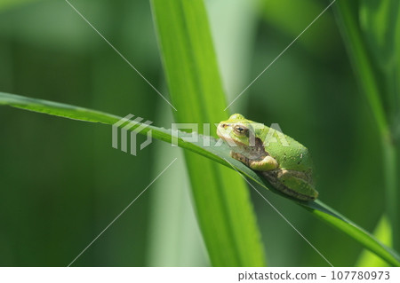 樹蛙和草葉 107780973