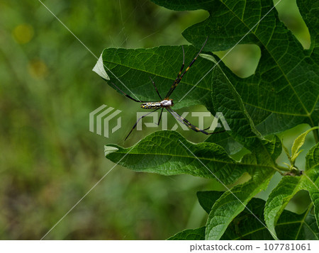 蛛形綱蜘蛛♀ 107781061