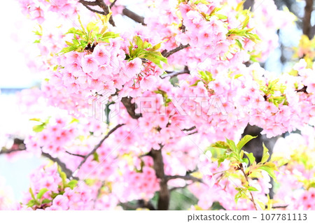 cherry blossoms are blooming 107781113