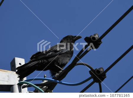Crow perched on an electric wire 107781165