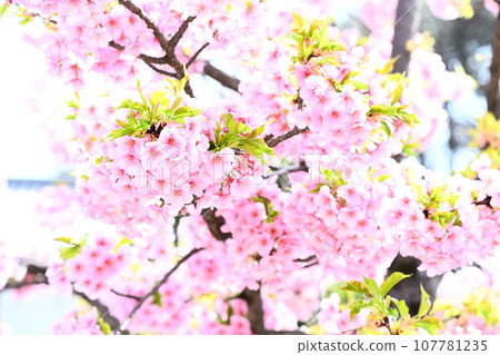 櫻花盛開 櫻花盛開 107781235