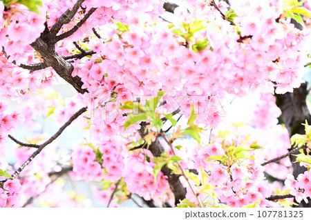 盛開的春天櫻花盛開 107781325