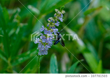 島地田村莊 Namilurimon 花科的訪花昆蟲 島地田村莊 Namilurimon 花科的訪花昆蟲 107781503