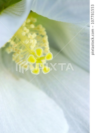 Close-up of a pure white Hachis flower and its stamens and pistils (using macro lens, natural light, close-up photo) Close-up of a pure white Hachis flower and its stamens and pistils (using macro lens, natural light, close-up photo) 107781553