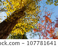 黃葉、紅葉和天空 107781641